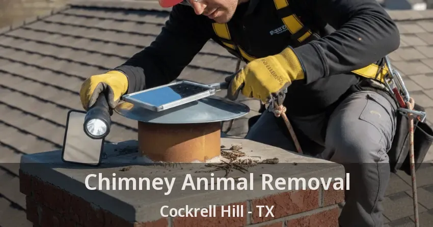 Chimney Animal Removal Cockrell Hill - TX Chimney Animal Removal Cockrell Hill - TX